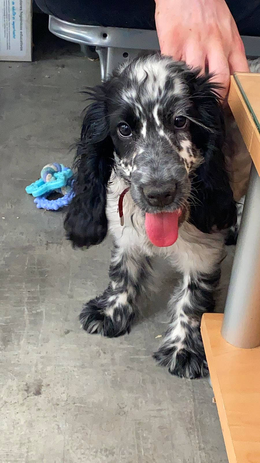 Coquillette participe au concours pour gagner de l'argent avec cette photo : canidae, carnivore, cocker_spaniel, collar, companion_dog, dog, dog_breed, dog_collar, flooring, fur, gun_dog, liver, maltepoo, snout, spaniel, terrier, toy_dog, water_dog, whiskers, working_animal