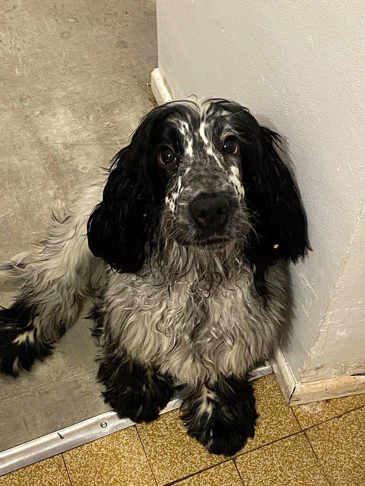 Coquillette a rejoint le concours — aidez-le/la à gagner de superbes lots ! canidae, carnivore, cocker_spaniel, companion_dog, dog, dog_breed, flooring, fur, gun_dog, metal, monochrome, monochrome_photography, retriever, road_surface, snout, spaniel, sporting_group, whiskers, working_animal, working_dog