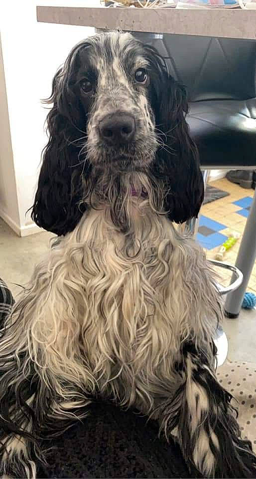 Coquillette a rejoint le concours — aidez-le/la à gagner de superbes lots ! art, canidae, carnivore, companion_dog, dog, dog_breed, dog_collar, flooring, fur, gun_dog, liver, office_supplies, snout, spaniel, sporting_group, working_animal, working_dog