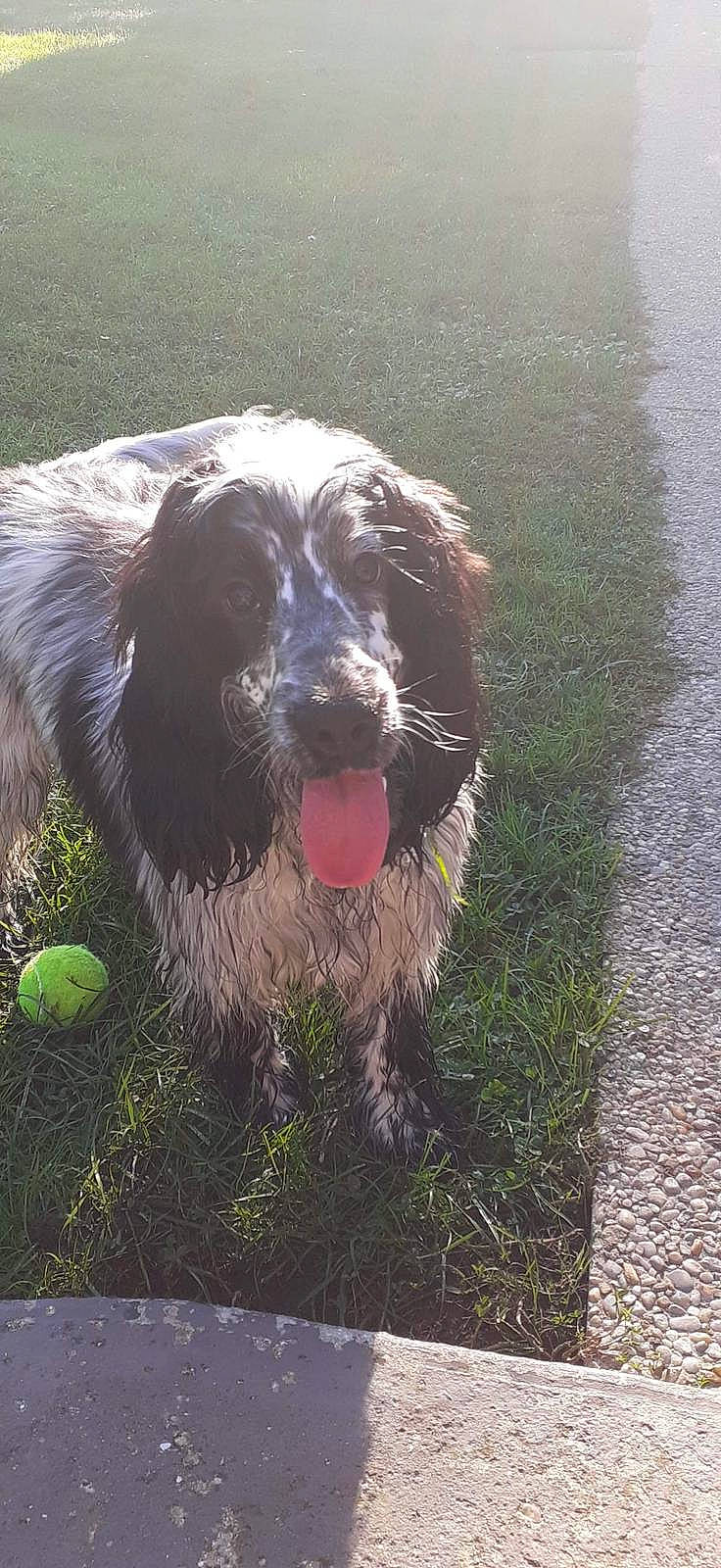 Coquillette participe au concours pour gagner de l'argent avec cette photo : ball, canidae, carnivore, companion_dog, dog, dog_breed, fang, grass, gun_dog, herding_dog, liver, pointing_breed, retriever, snout, spaniel, sporting_group, tennis_ball, water, whiskers, working_dog