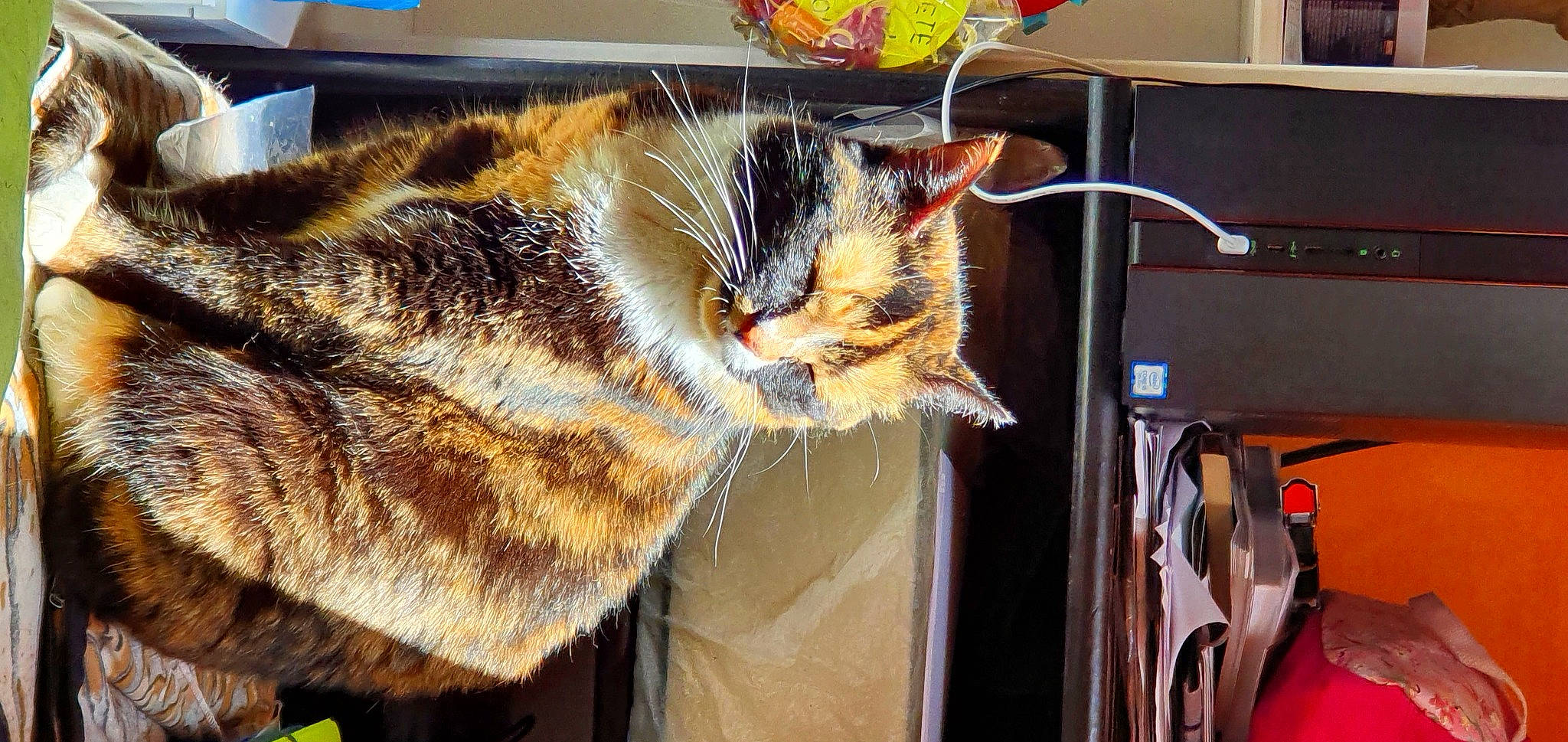 Plume a rejoint le concours — aidez-le/la à gagner de superbes lots ! bag, carnivore, cat, claw, domestic_short_haired_cat, eye, eyewear, felidae, fur, hat, machine, nap, paw, small_to_medium_sized_cats, snout, tail, vehicle_door, vertebrate, whiskers, window