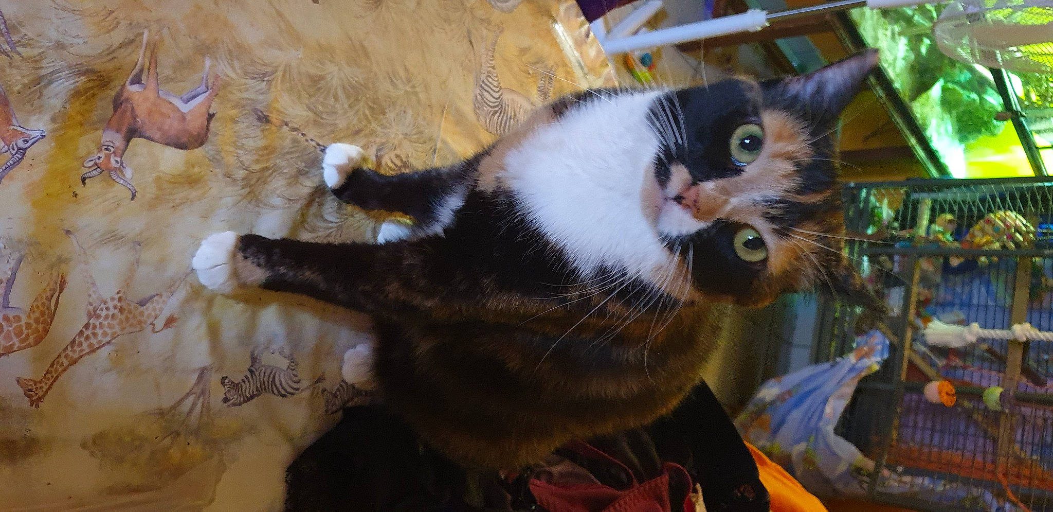 Plume participe au concours pour gagner de l'argent avec cette photo : animal_shelter, carnivore, cat, cat_supply, claw, domestic_short_haired_cat, fawn, felidae, flowerpot, fur, grass, pet_supply, plant, small_to_medium_sized_cats, snout, tail, terrestrial_animal, whiskers, window, wood