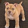 puppy, dog, tan_dog, short_hair, standing, front_facing, blue_eyes, floppy_ears, pointed_tail, paws, claws, white_chest, carpet, indoors, portrait, pet, cute, alert, animal, photography