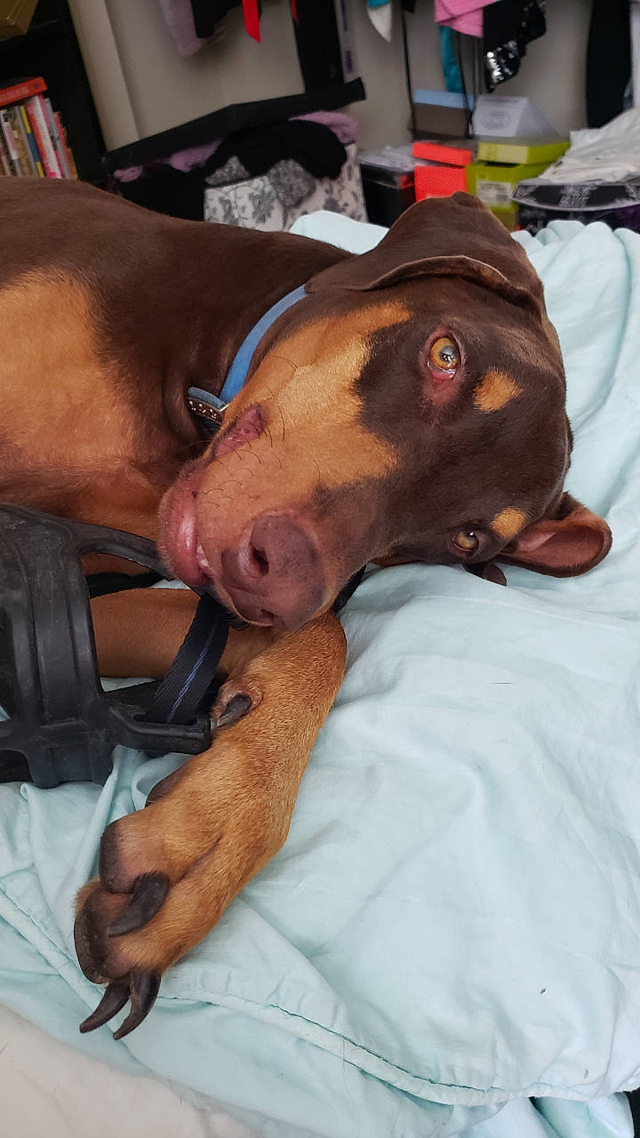 Jax'S is registered to the contest to win money with this photo: american_pit_bull_terrier, canidae, carnivore, dog, dog_breed, ear, fawn, jaw, non_sporting_group, nose, peruvian_hairless_dog, pit_bull, puppy, snout, sporting_group, vizsla