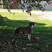 Lucy is registered to the contest to win money with this photo: dog, canine, pet, backyard, grass, leaves, tree_branch, shade, football, play, collar, leash, yard, trash_bin, house_siding, sunlight, shadow, profile, standing, sports_ball