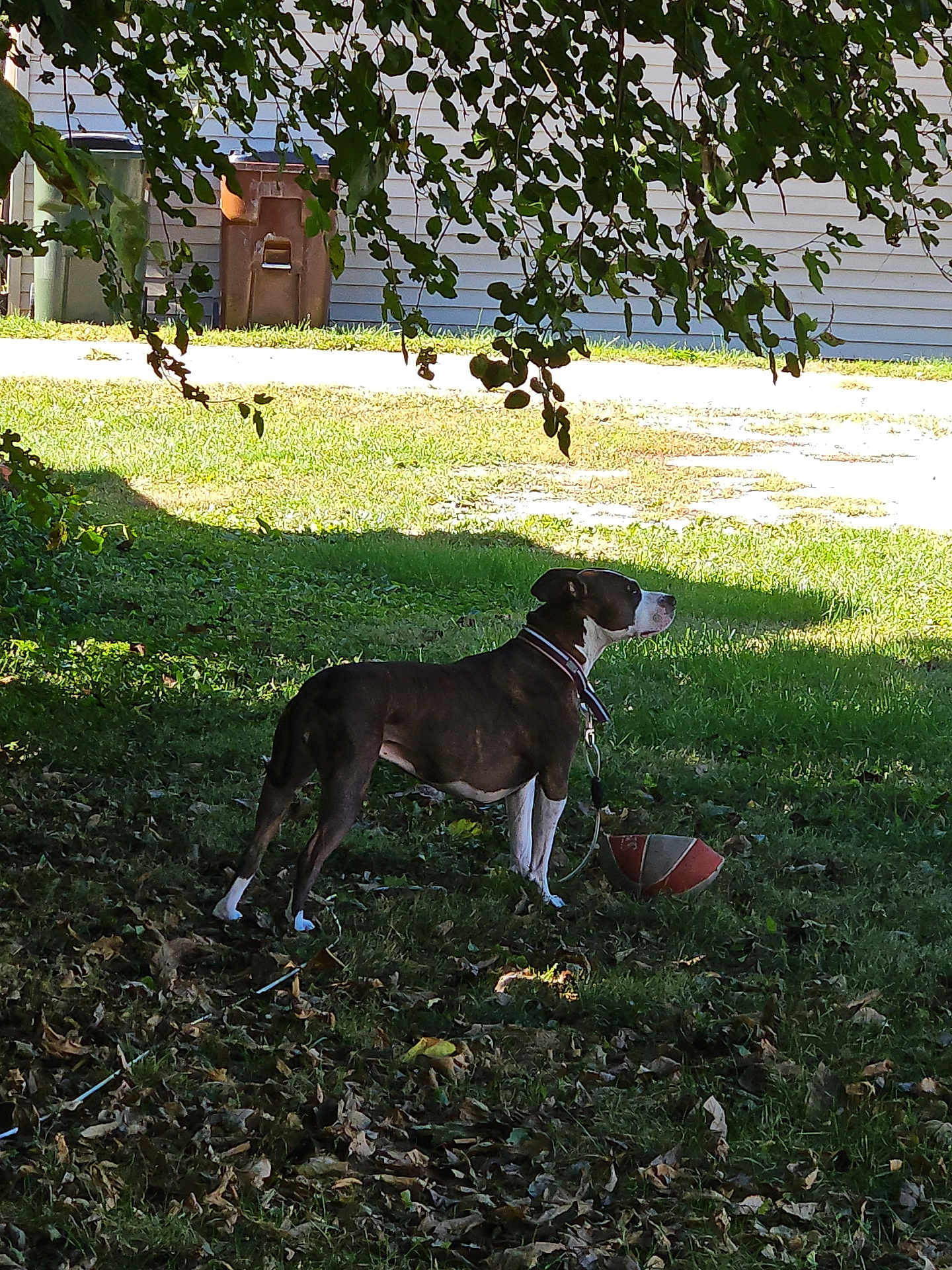 Lucy is registered to the contest to win money with this photo: dog, canine, pet, backyard, grass, leaves, tree_branch, shade, football, play, collar, leash, yard, trash_bin, house_siding, sunlight, shadow, profile, standing, sports_ball