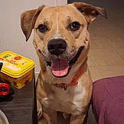 Rolex participe au concours pour gagner de l'argent avec cette photo : dog, indoor, brown_dog, orange_collar, happy, tongue_out, pet, floor, table, container, blanket, smiling, canine, animal, home, tile_floor, fur, ears, face, sitting