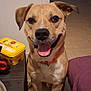 dog, indoor, brown_dog, orange_collar, happy, tongue_out, pet, floor, table, container, blanket, smiling, canine, animal, home, tile_floor, fur, ears, face, sitting