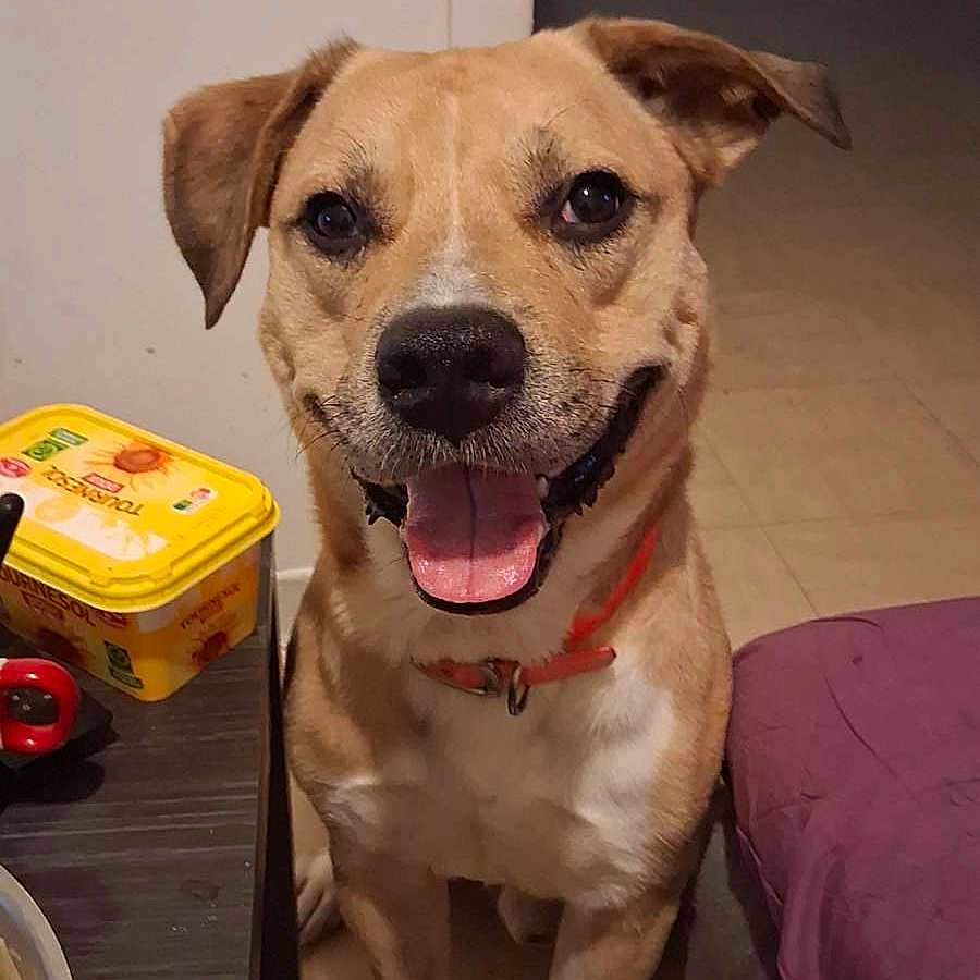 Rolex participe au concours pour gagner de l'argent avec cette photo : animal, blanket, brown_dog, canine, container, dog, ears, face, floor, fur, happy, home, indoor, orange_collar, pet, sitting, smiling, table, tile_floor, tongue_out