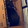 cat, black_cat, cardboard_box, pet, animal, indoor, curious, cozy, carpet, feline, cute, looking_up, box, domestic_animal, home, resting, small_space, playful, whiskers, ears
