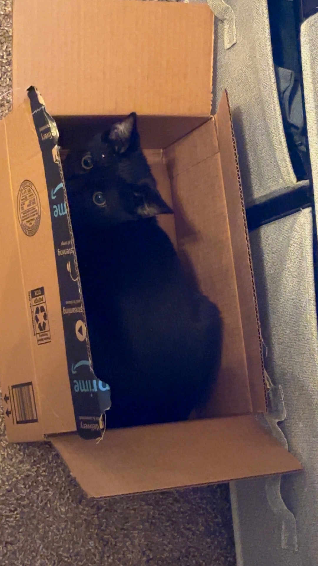 Midnight is registered to the contest to win money with this photo: cat, black_cat, cardboard_box, pet, animal, indoor, curious, cozy, carpet, feline, cute, looking_up, box, domestic_animal, home, resting, small_space, playful, whiskers, ears