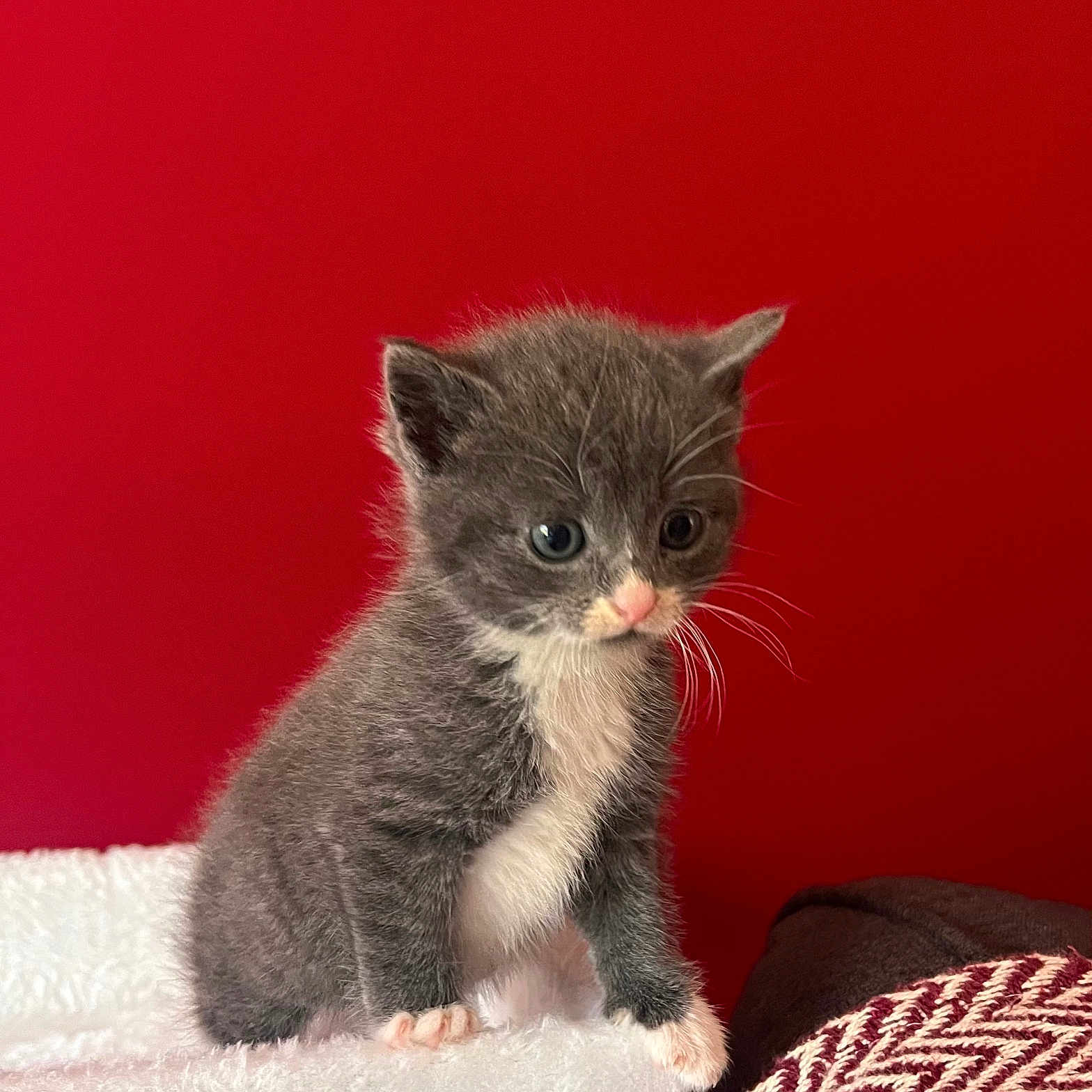 Trouvaille a rejoint le concours — aidez-le/la à gagner de superbes lots ! kitten, cat, gray, white, fur, pet, animal, cute, small, young, whiskers, ears, paws, indoor, red_background, soft, texture, curious, sitting, feline