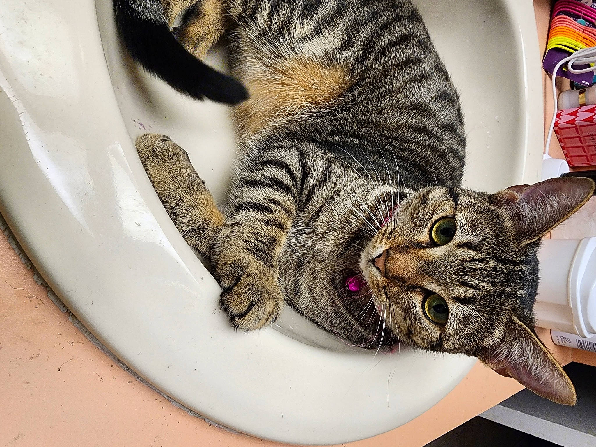 Charlotte Bruce joined the competition — help win amazing prizes! carnivore, cat, claw, comfort, dishware, domestic_short_haired_cat, felidae, fur, paw, small_to_medium_sized_cats, snout, tail, whiskers