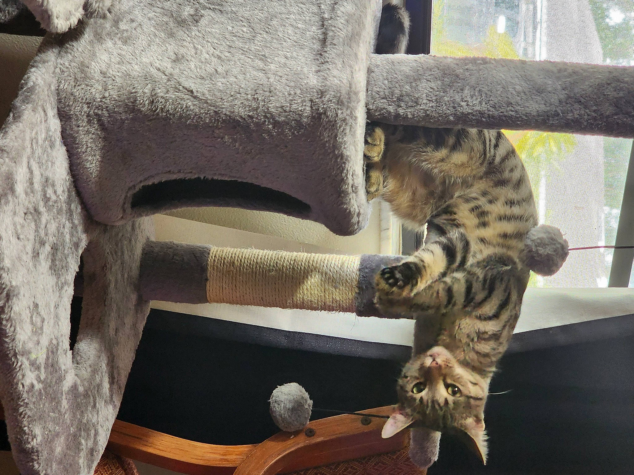 Charlotte Bruce is registered to the contest to win money with this photo: art, big_cats, carnivore, cat, cat_bed, cat_supply, circle, domestic_short_haired_cat, felidae, fur, jaguar, leopard, sculpture, small_to_medium_sized_cats, snout, tail, terrestrial_animal, whiskers, wildlife, wood