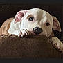 dog, pet, canine, white, brown, couch, furniture, indoors, closeup, paw, ears, snout, nail, resting, cute, animal, companion, portrait, expression, cozy