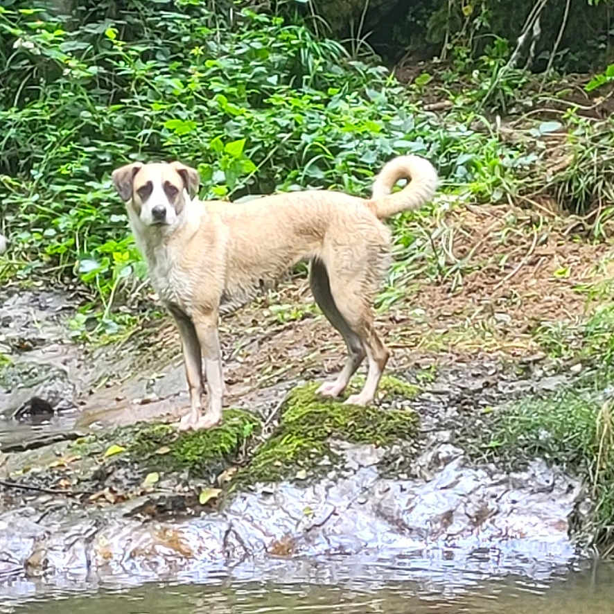 Saïka participe au concours pour gagner de l'argent avec cette photo : animal, canine, dog, green, grove, jungle, land, nature, outdoors, pet, plant, pond, rainforest, rock, soil, tree, vegetation, water, wilderness, woodland