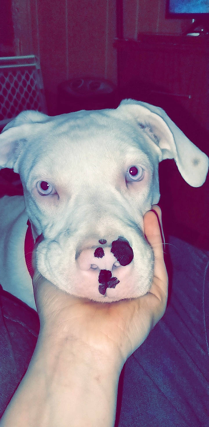 Cora is registered to the contest to win money with this photo: canidae, carnivore, collar, companion_dog, dog, dog_breed, dog_collar, dog_supply, dogo_argentino, ear, fang, fawn, guard_dog, pet_supply, snout, sporting_group, terrestrial_animal, toy_dog, whiskers, working_animal