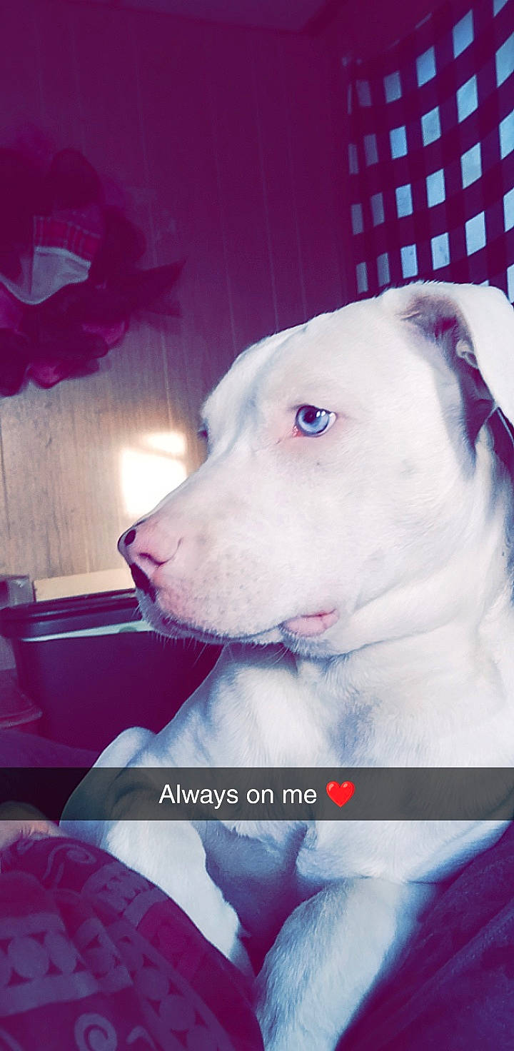 Cora joined the competition — help win amazing prizes! canidae, carnivore, collar, companion_dog, dog, dog_breed, dog_collar, dogo_argentino, ear, fawn, fur, magenta, non_sporting_group, pet_supply, pink, selfie, snout, sporting_group, whiskers, working_animal