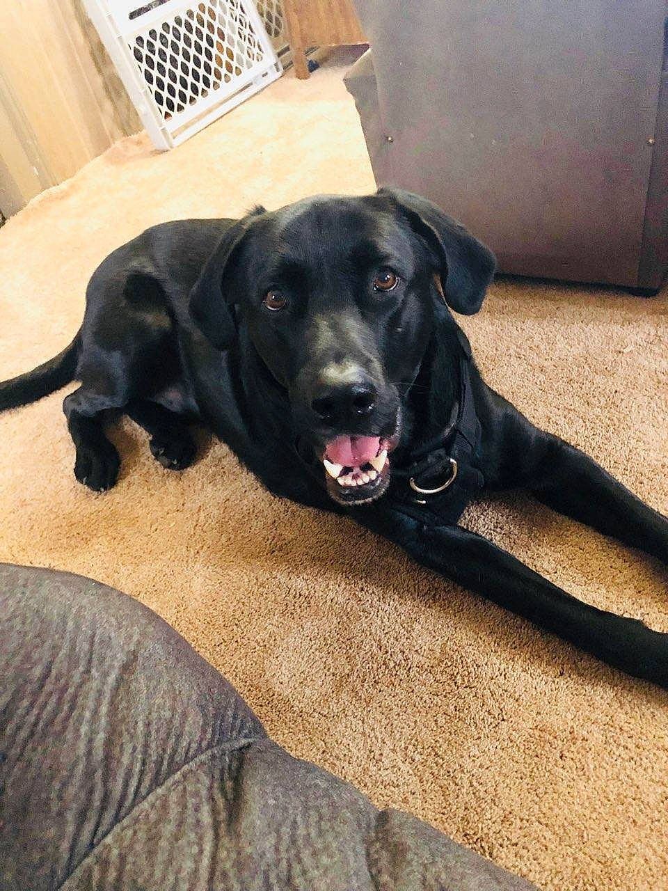 Zeus is registered to the contest to win money with this photo: borador, canidae, carnivore, collar, comfort, companion_dog, dog, dog_breed, dog_collar, flooring, fur, gun_dog, hardwood, liver, metal, puppy, snout, sporting_group, tail, working_animal