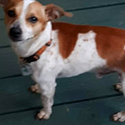 Peanut is registered to the contest to win money with this photo: dog, brown, white, pet, animal, collar, standing, floor, wooden_floor, blurry, outdoor, canine, domestic_animal, fur, mammal, small_dog, companion, looking, side_view, ears