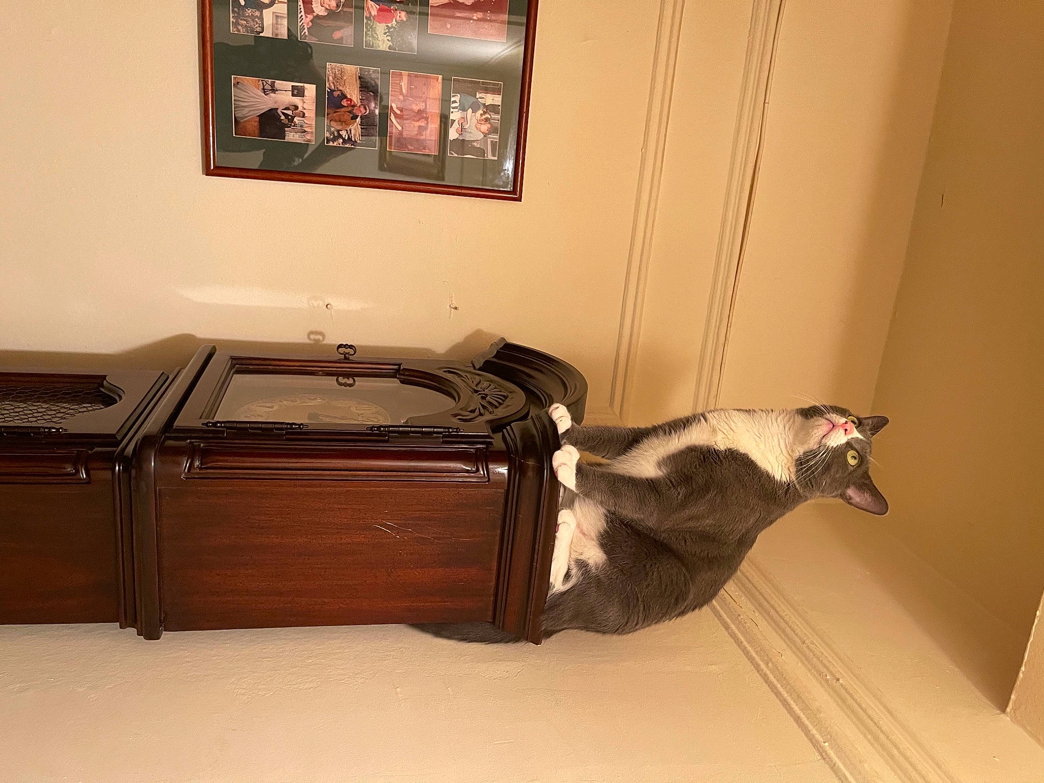 Bartelby is registered to the contest to win money with this photo: bag, carnivore, comfort, fawn, felidae, floor, flooring, hardwood, house, interior_design, laminate_flooring, linens, luggage_and_bags, picture_frame, room, table, tail, window, wood, wood_flooring