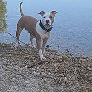 Vaska participe au concours pour gagner de l'argent avec cette photo : alert, animal, brown, calm_water, canine, collar, daylight, dog, lake, nature, outdoor, pet, playful, reflection, rocky_shore, shoreline, standing, stick, water, white