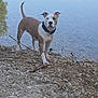 alert, animal, brown, calm_water, canine, collar, daylight, dog, lake, nature, outdoor, pet, playful, reflection, rocky_shore, shoreline, standing, stick, water, white