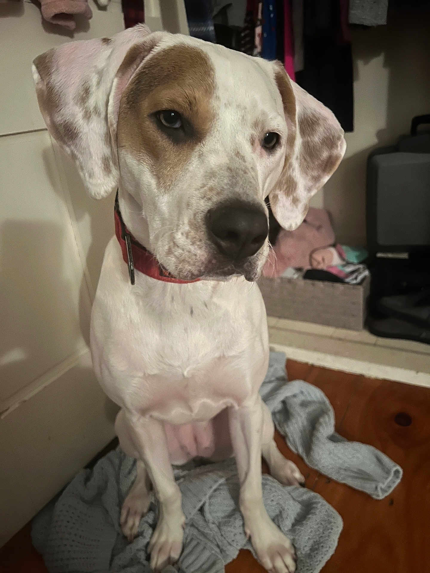 Lily Bug