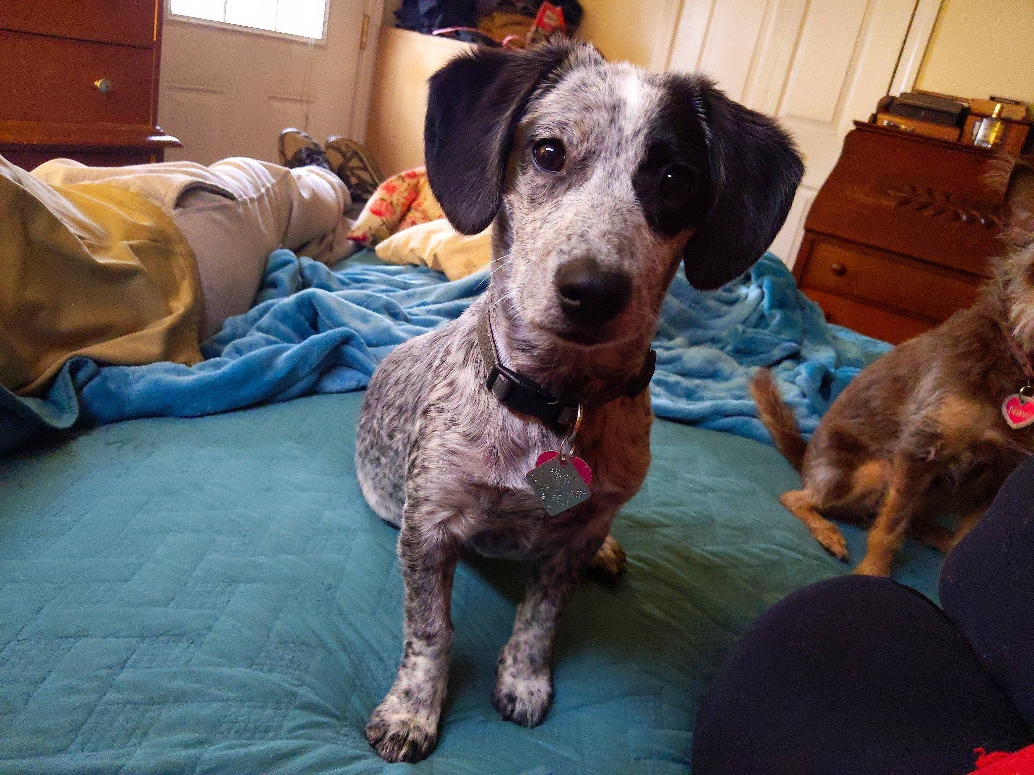 Jolene joined the competition — help win amazing prizes! box, cabinetry, canidae, carnivore, chest, chest_of_drawers, comfort, companion_dog, cupboard, dog, dog_breed, drawer, fawn, fur, liver, pet_supply, snout, sporting_group, whiskers, working_animal