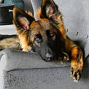 Aïko participe au concours pour gagner de l'argent avec cette photo : dog, german_shepherd, puppy, armchair, gray_furniture, indoor, pet, animal, canine, fur, ears, eyes, relaxed, home, cozy, portrait, looking, cute, resting, soft_lighting