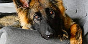 Aïko participe au concours pour gagner de l'argent avec cette photo : animal, armchair, canine, cozy, cute, dog, ears, eyes, fur, german_shepherd, gray_furniture, home, indoor, looking, pet, portrait, puppy, relaxed, resting, soft_lighting