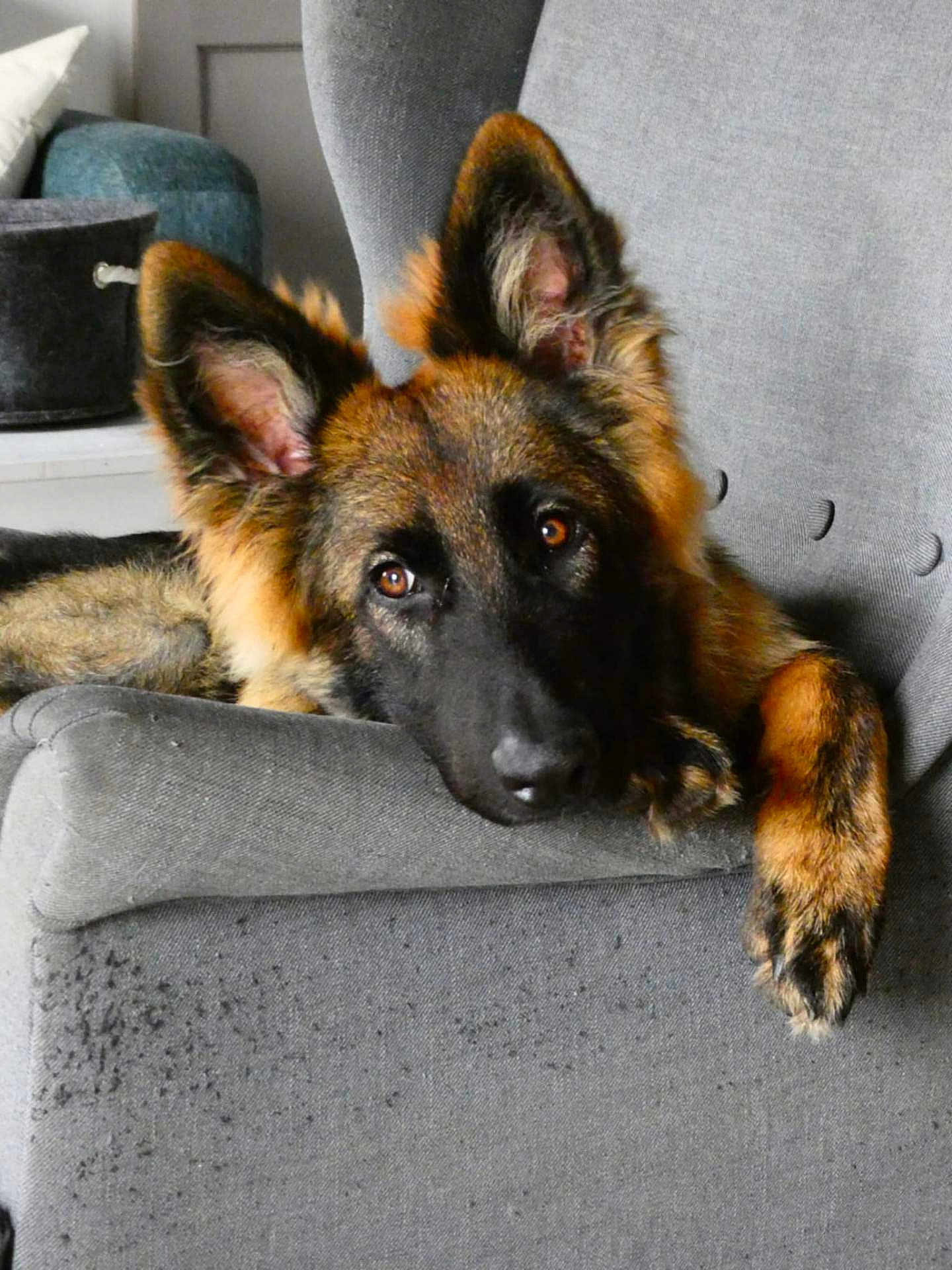 Aïko participe au concours pour gagner de l'argent avec cette photo : dog, german_shepherd, puppy, armchair, gray_furniture, indoor, pet, animal, canine, fur, ears, eyes, relaxed, home, cozy, portrait, looking, cute, resting, soft_lighting