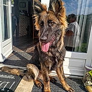 Aïko a rejoint le concours — aidez-le/la à gagner de superbes lots ! animal, canine, dog, door, ears, floor, fur, german_shepherd, happy, home, mat, outdoor, person, pet, reflection, shadow, sitting, sunlight, tongue_out, window