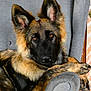 Aïko participe au concours pour gagner de l'argent avec cette photo : animal, black, brown, canine, chair, companion, cute, dog, domestic, ears, eyes, fur, furniture, german_shepherd, indoor, looking_at_camera, paws, pet, portrait, relaxed