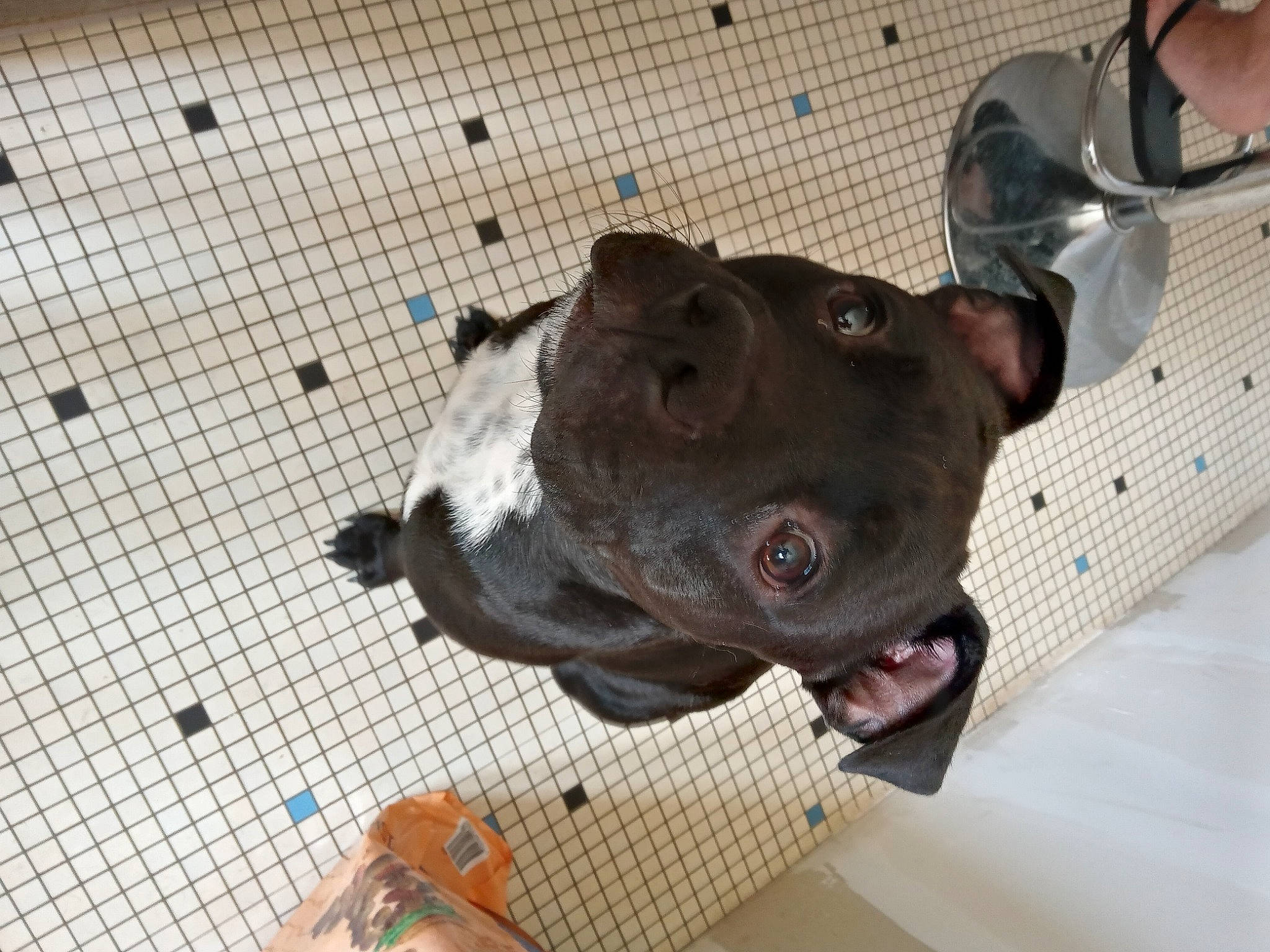 Chonko participe au concours pour gagner de l'argent avec cette photo : animal_shelter, canidae, carnivore, dog, dog_breed, fawn, flooring, guard_dog, liver, mesh, military_camouflage, non_sporting_group, pet_supply, snout, sporting_group, terrestrial_animal, throat, working_animal