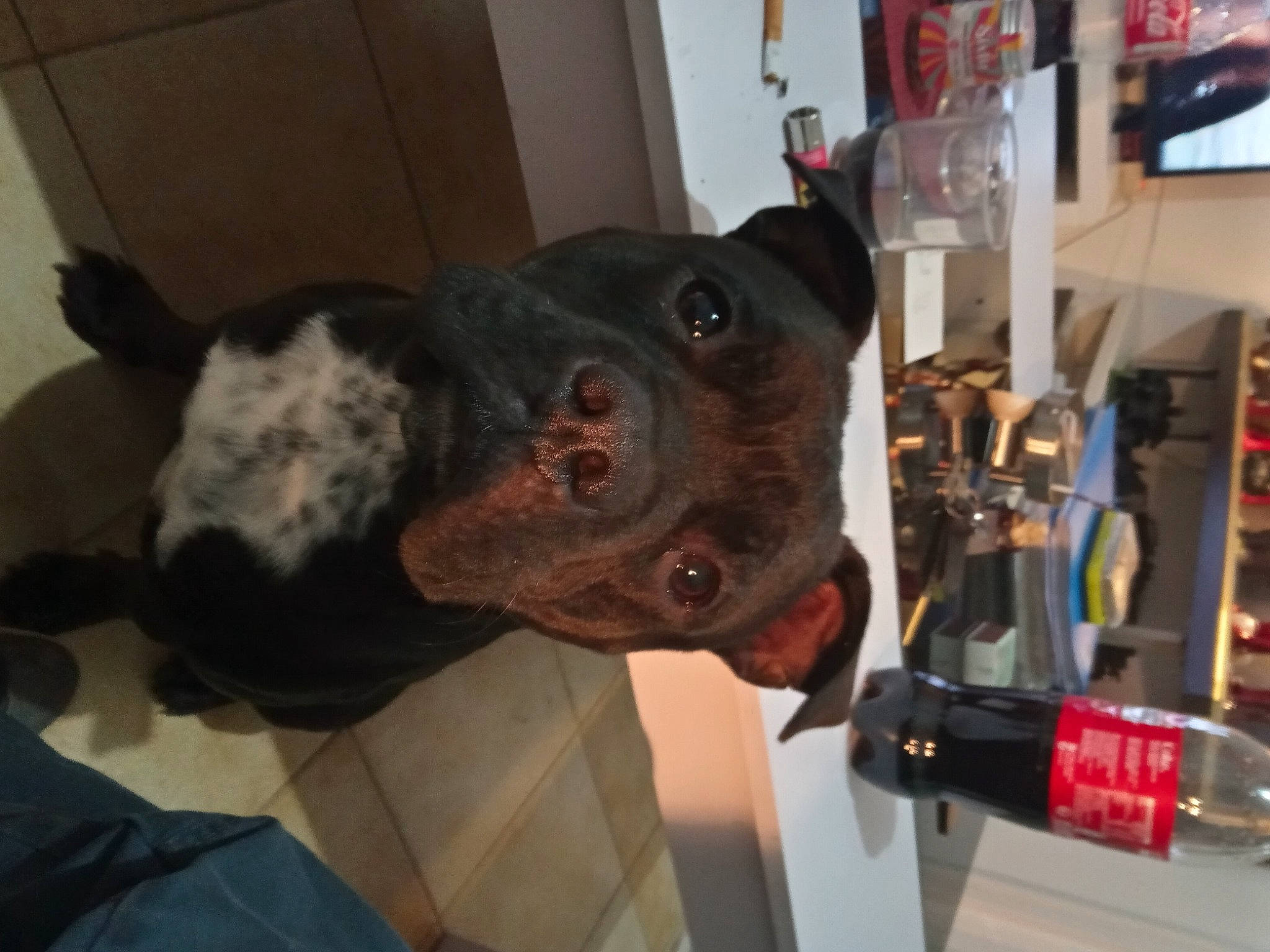 Chonko participe au concours pour gagner de l'argent avec cette photo : bottle, canidae, carnivore, collar, companion_dog, dog, dog_breed, dog_collar, door, fawn, fur, gas, guard_dog, hat, liver, machine, snout, sporting_group, whiskers, working_animal