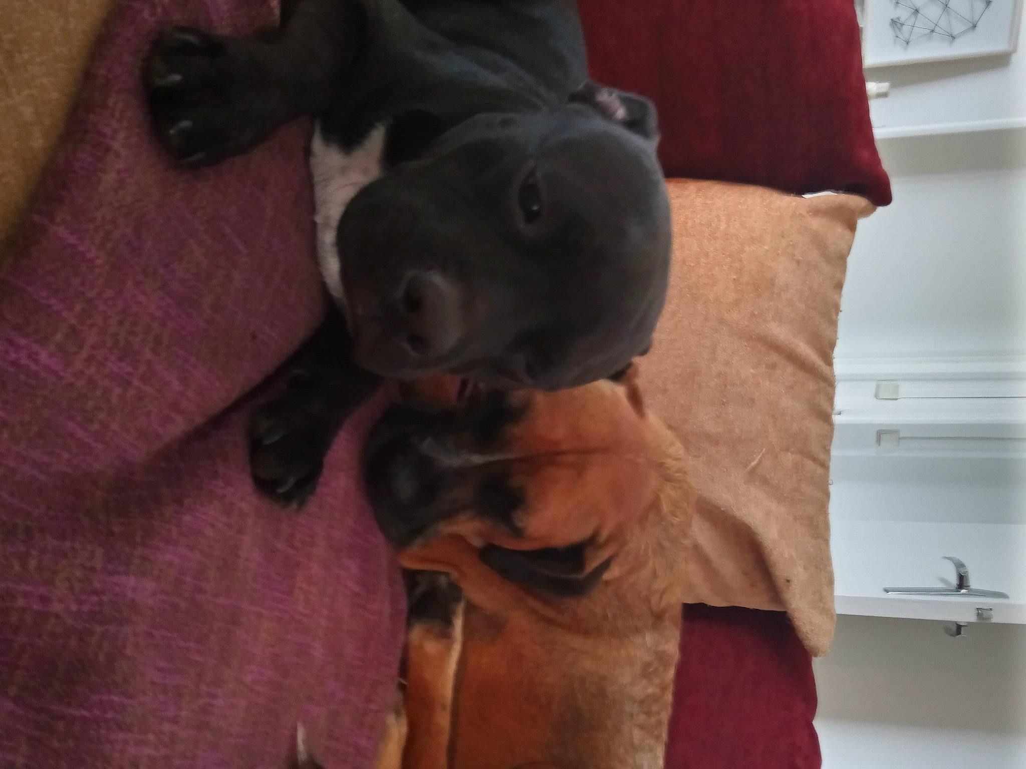 Chonko a rejoint le concours — aidez-le/la à gagner de superbes lots ! canidae, carnivore, clock, comfort, companion_dog, couch, dog, dog_breed, fawn, flooring, fur, guard_dog, hardwood, liver, living_room, snout, sporting_group, whiskers, wood, working_animal