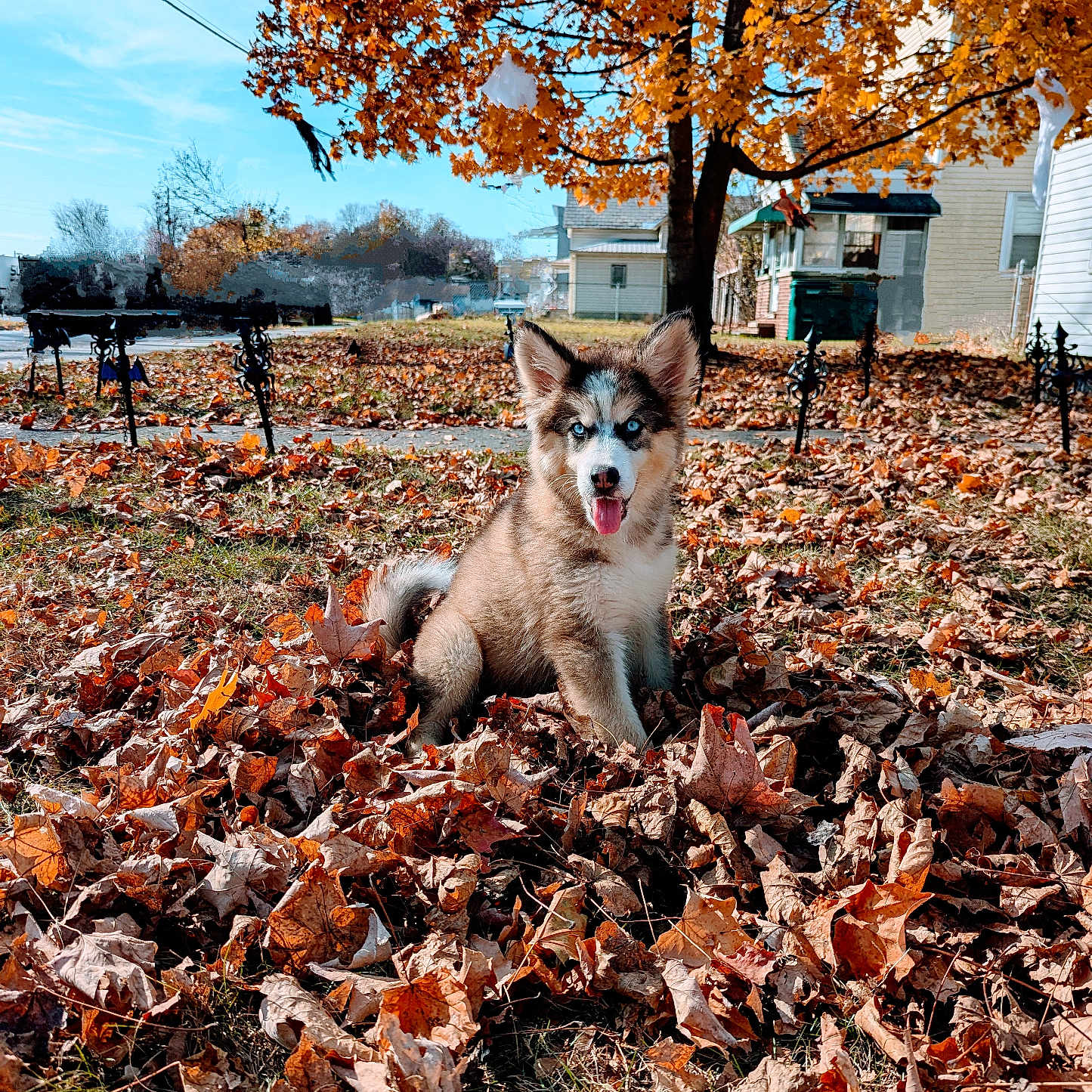 Echo is registered to the contest to win money with this photo: animal, architecture, autumn, building, canine, dog, face, grass, head, husky, leaf, outdoors, person, pet, photography, plant, puppy, shelter, tree, vegetation