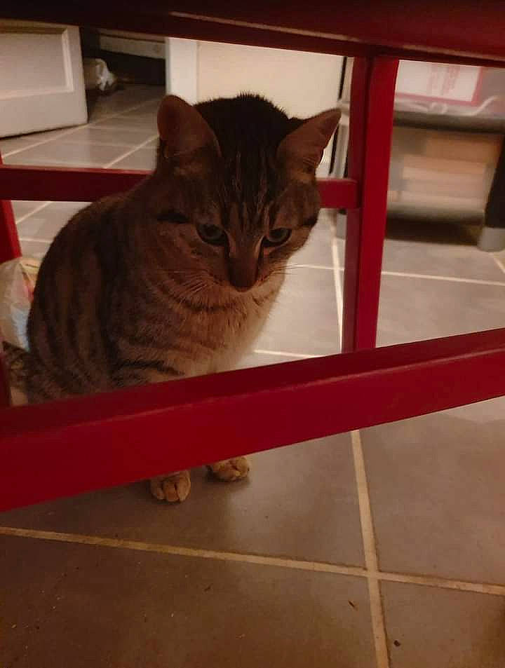 Sky participe au concours pour gagner de l'argent avec cette photo : carnivore, cat, cat_supply, domestic_short_haired_cat, eye, fawn, felidae, floor, flooring, fur, hardwood, head, pet_supply, small_to_medium_sized_cats, snout, tail, terrestrial_animal, whiskers, window, wood