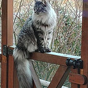 Tydj participe au concours pour gagner de l'argent avec cette photo : animal, branches, calm, cat, daylight, domestic_animal, feline, fluffy, fur, greenery, long_hair, looking_away, nature, outdoor, pet, quiet, sitting, tail, wildlife, wooden_gate