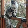animal, branches, calm, cat, daylight, domestic_animal, feline, fluffy, fur, greenery, long_hair, looking_away, nature, outdoor, pet, quiet, sitting, tail, wildlife, wooden_gate