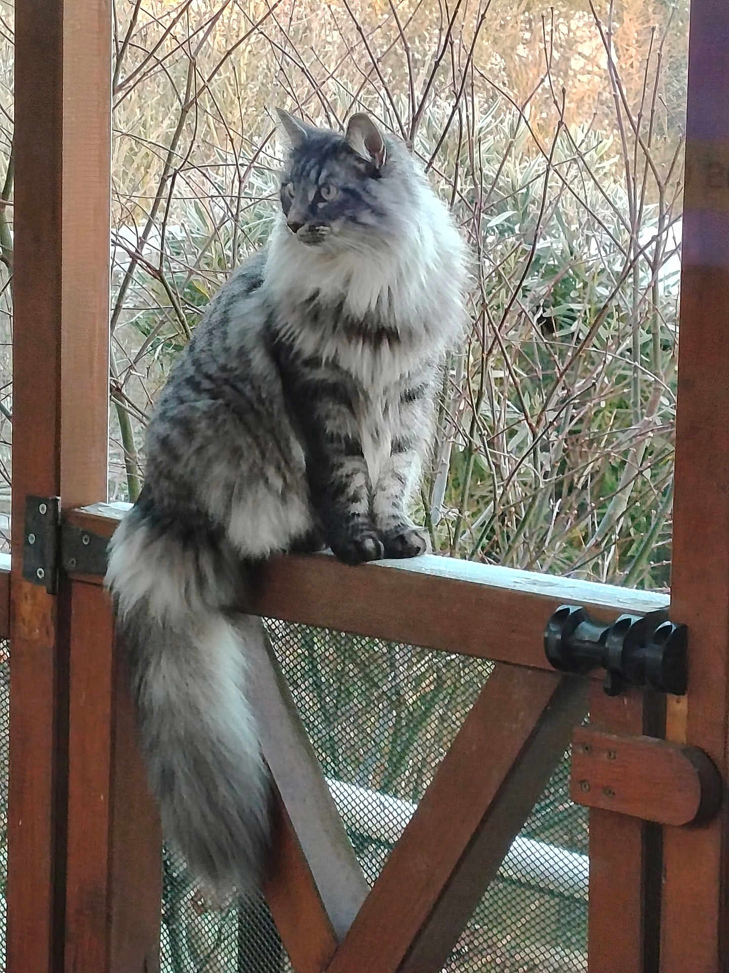 Tydj participe au concours pour gagner de l'argent avec cette photo : animal, branches, calm, cat, daylight, domestic_animal, feline, fluffy, fur, greenery, long_hair, looking_away, nature, outdoor, pet, quiet, sitting, tail, wildlife, wooden_gate