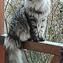 Tydj a rejoint le concours — aidez-le/la à gagner de superbes lots ! animal, branches, cat, curious, daylight, feline, fluffy, fur, grey, looking_away, nature, outdoor, peaceful, pet, quiet, sitting, tabby, tail, wildlife, wooden_railing