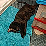 black_cat, cat, bath_mat, blue, floor, hexagonal_tiles, storage_drawers, indoor, pet, animal, relaxed, laying_down, curious, fur, paw, ear, whiskers, home, cozy, quiet