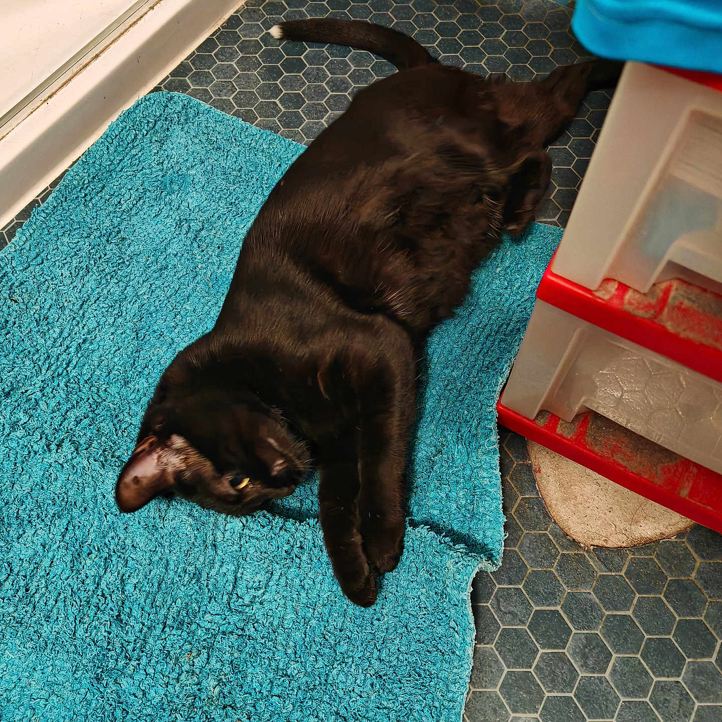 Annabelle Duflot a rejoint le concours — aidez-le/la à gagner de superbes lots ! animal, bath_mat, black_cat, blue, cat, cozy, curious, ear, floor, fur, hexagonal_tiles, home, indoor, laying_down, paw, pet, quiet, relaxed, storage_drawers, whiskers