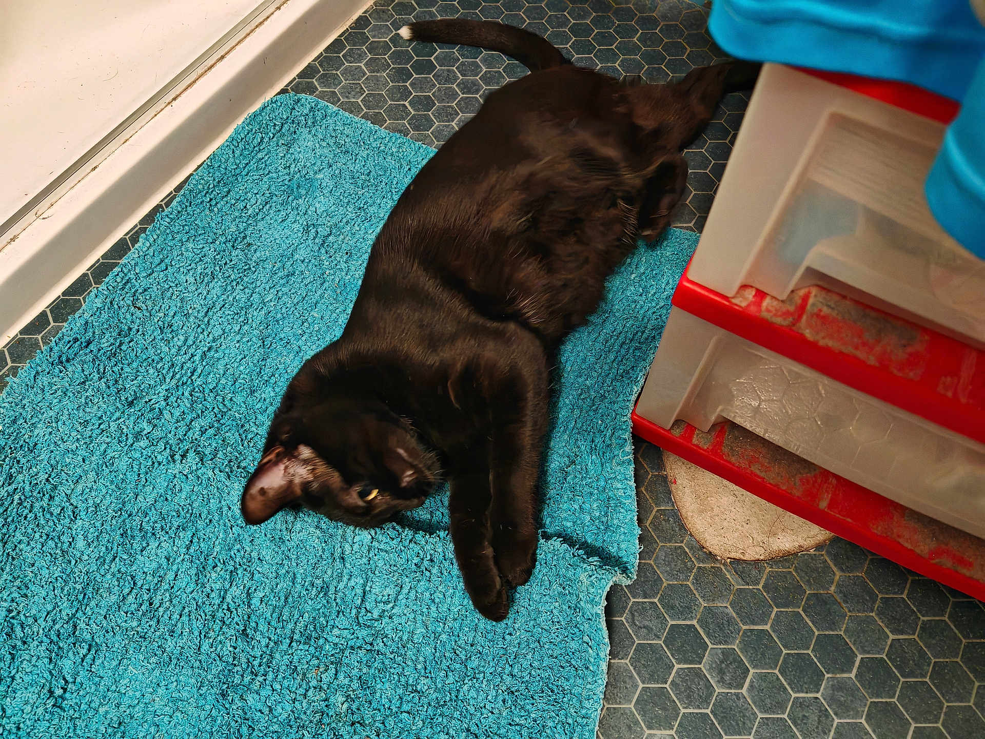 Annabelle Duflot a rejoint le concours — aidez-le/la à gagner de superbes lots ! black_cat, cat, bath_mat, blue, floor, hexagonal_tiles, storage_drawers, indoor, pet, animal, relaxed, laying_down, curious, fur, paw, ear, whiskers, home, cozy, quiet