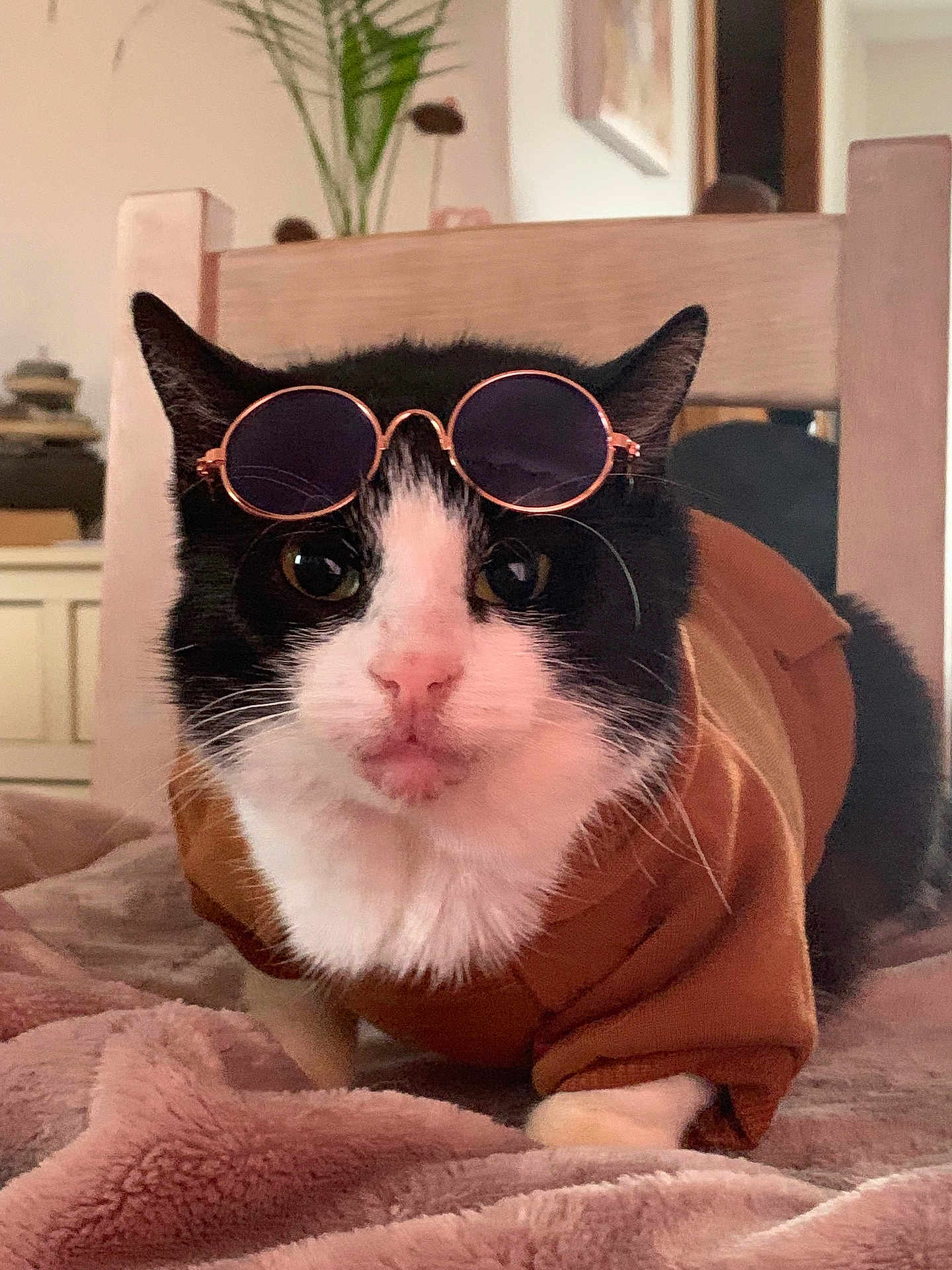 Gusto a rejoint le concours — aidez-le/la à gagner de superbes lots ! animal, black_and_white_cat, blanket, brown_sweater, cat, chair, close_up, cozy, cute, domestic_cat, fashion, fur, furniture, indoor, mammal, pet, portrait, relaxed, sunglasses, whiskers