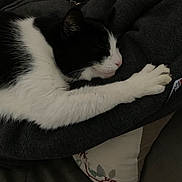 Gusto a rejoint le concours — aidez-le/la à gagner de superbes lots ! animal, black_and_white, blanket, cat, closeup, comfort, cozy, cushion, domestic, feline, fur, household, indoor, paw, pet, quiet, relaxation, resting, sleeping, soft