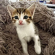 Sardine a rejoint le concours — aidez-le/la à gagner de superbes lots ! kitten, cat, pet, animal, feline, young, cozy, blanket, fur, indoor, curious, cute, whiskers, ears, paw, home, living_room, soft, comfort, closeup