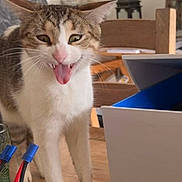 Sardine a rejoint le concours — aidez-le/la à gagner de superbes lots ! animal, box, cat, closeup, curious, domestic_cat, ears_back, electronics, feline, funny_face, fur, household, indoor, mischievous, pet, playful, standing, tongue_out, whiskers, wooden_table